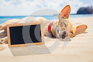 Relaxing dog on the beach