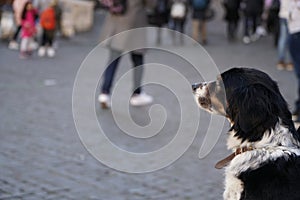 Relaxing dog observe the people