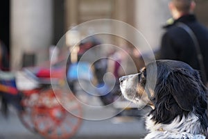 Relaxing dog observe the people