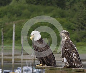 Relaxing eagles