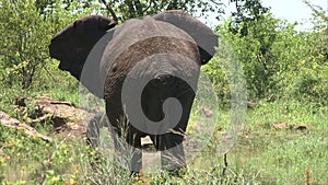 Relaxing elephant in the bush