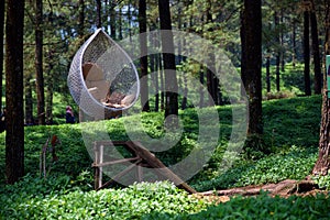 Relaxing and enjoying a fresh air in the pine forest