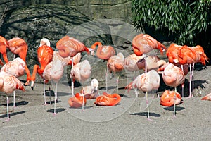 Relaxing flamingos