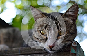 Relaxing fluffy grey striped mongrel cat lying on postbox