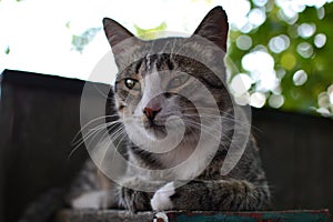 Relaxing fluffy grey tabby mongrel cat lying on postbox