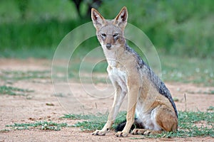 Relaxing Fox.