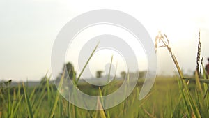 Relaxing freshness in nature in the rainy season. footage for rice field backgrounds in the afternoon