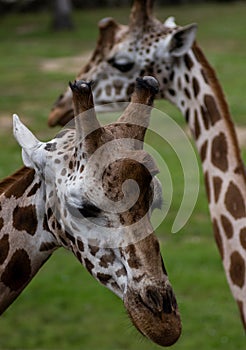 The Relaxing Giraffes