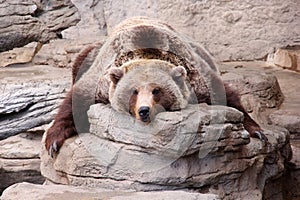 Relaxing Grizzly Bear Teddy Bear Rug