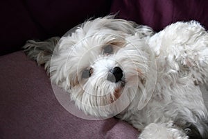 Relaxing havanese dog on the sofa