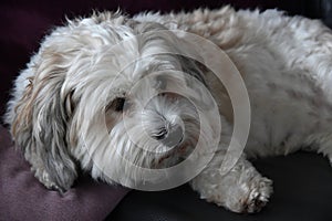 Relaxing havanese dog on the sofa