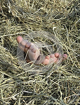 Relaxing in a hayload