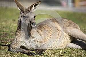 Relaxing kangaroo