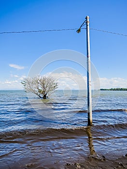 Relaxing lake Nicaragua landscape with tree. Nicaragua, Central America