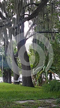 Relaxing by a lake watching the Spanish Moss sway