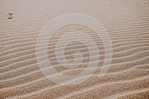 Relaxing landscape of perfect sand beach dunes created by the wind. Sand Texture