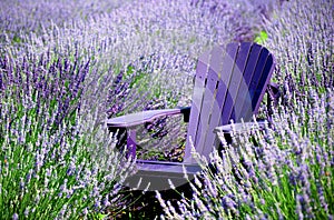 Relaxing In Lavender