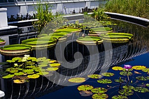 Relaxing lily pond