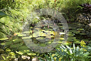 Relaxing lily pond in jungle of Grand Cayman Islands