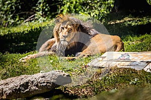 Relaxing lion