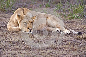 Relaxing Lioness