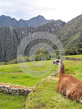 Relaxing llama in Machu Picchu