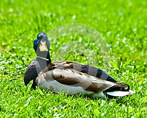 Relaxing Mallard Male