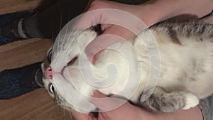 Relaxing massage for the Thai cat`s cheekbones and head around ears