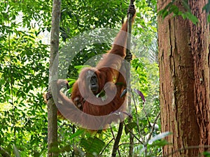 Relaxing orang utan with little baby