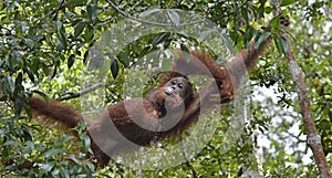 Relaxing orangutan in tree branches. Bornean orangutan (Pongo pygmaeus wurmmbii) in the wild nature.
