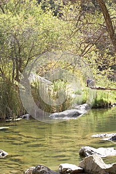 Relaxing, pond, nature