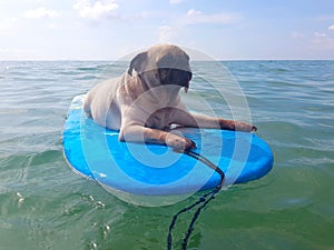 Relaxing pug dog on the sea beach with surfboard. Pug dog in summer concept