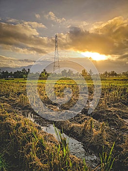 Relaxing in the rice fields enjoying the sunset