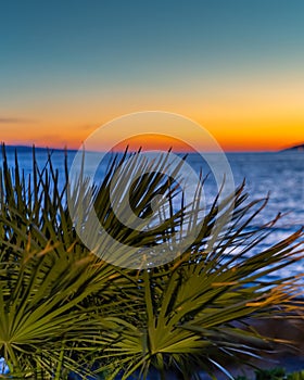 Relaxing and romantic beautiful summer sunset with green palms and idyllic sunlight at adriatic sea in Dalmatia