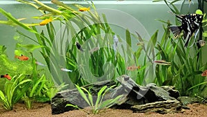 Relaxing scene of beautiful fishes swimming in a planted tropical freshwater aquarium
