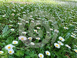 Relaxing spring meadow with small white daisies