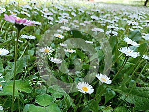 Relaxing spring meadow with small white daisies