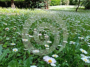 Relaxing spring meadow with small white daisies