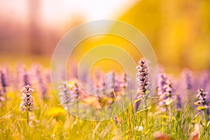 Relaxing sunset closeup daisy flowers in garden meadow field with natural bokeh, soft focus