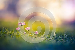 Relaxing sunset closeup daisy flowers in garden meadow field with natural bokeh, soft focus