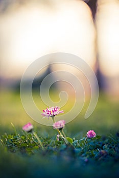 Relaxing sunset closeup daisy flowers in garden meadow field with natural bokeh, soft focus