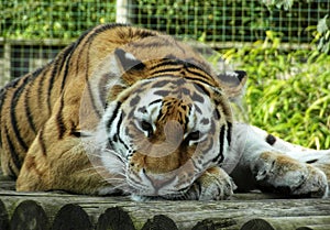 Relaxing tiger