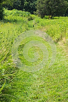 A Relaxing Trail Through a Mountain Meadow