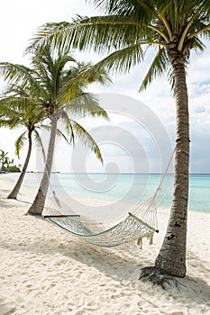Hammock and Palm Trees at 7 Mile Beach, Grand Cayman photo