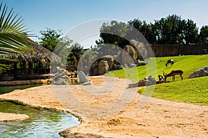 Relaxing view of large aviary with animals on green grass lawn, sand and water