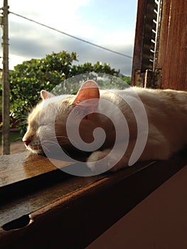 Relaxing at the window in the afternoon