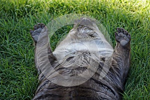 Relaxing wombat