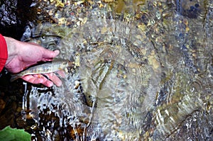 Release of fish into the river