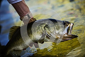 Releasing A Big Largemouth Bass