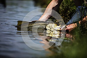 Releasing a freshwater snook